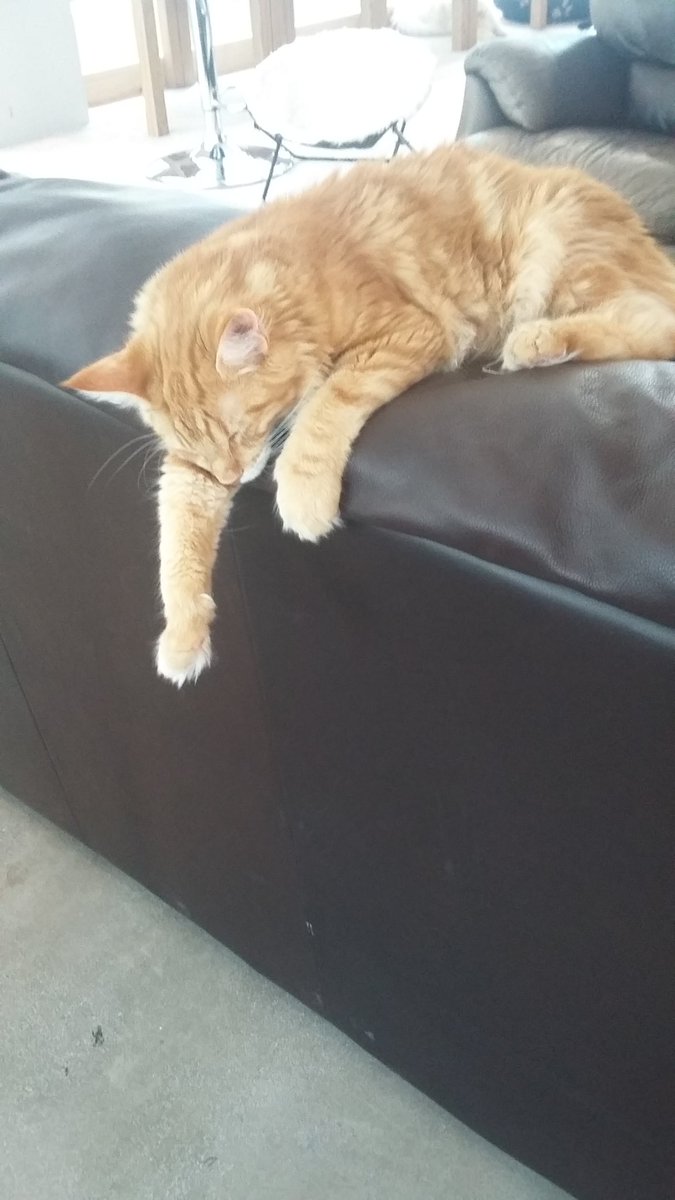 Now open Cat Cafe in Manchester Northern Quarter Manchester Wire