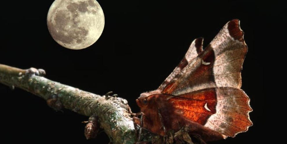 Manchester Moth Free things to do in Manchester this weekend ft. Moth Night + more ...