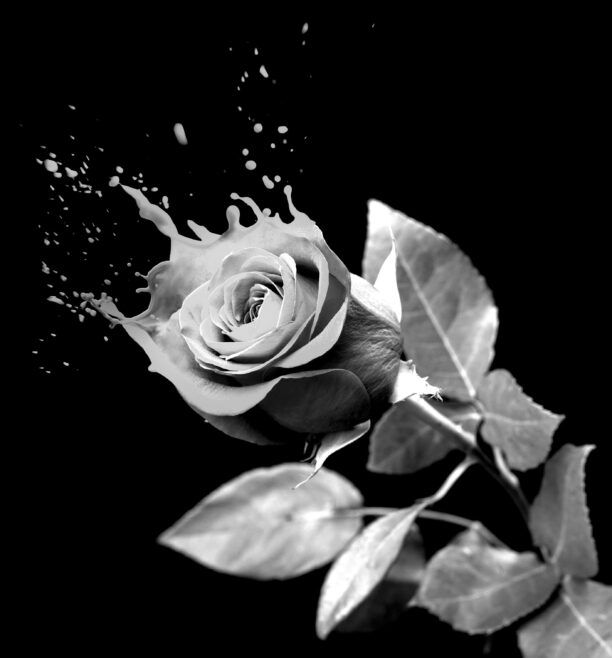 The BBC Philharmonic Orchestra presents another unmissable live concert programme in early 2026