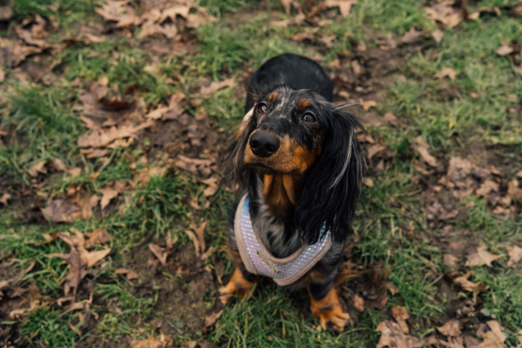 The Best Dog Walking Spots In And Around Manchester City Centre