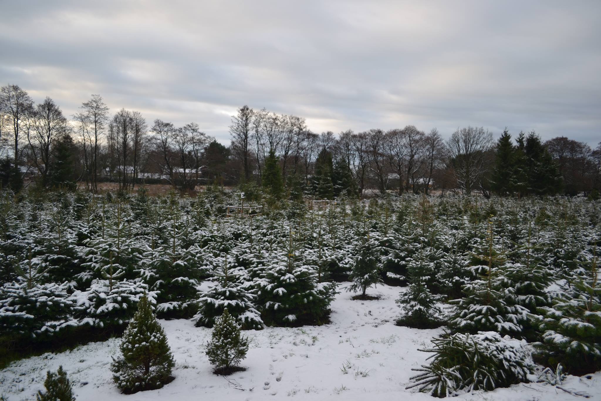 happy holidays christmas tree farms linked in