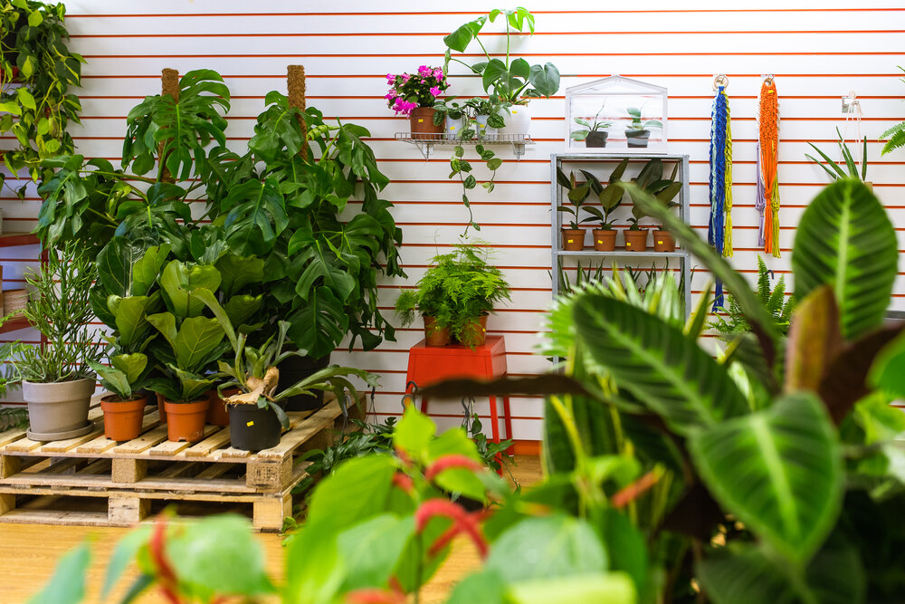 Top 5 Best places to buy plants in Manchester ft. Nice Things, Lost